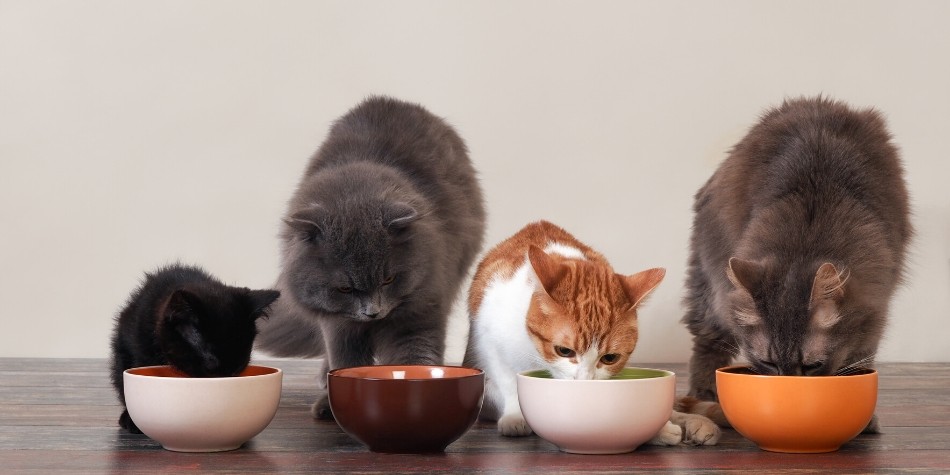 Berapa Takaran Makanan Kucing yang Harus Diberikan?